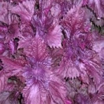 Purple Frutescens Perilla Plant Seeds - Grow Versatile Herb for Culinary Use 100 pcs